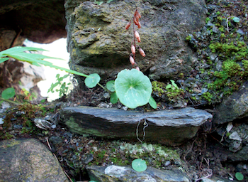 Umbilicus rupestris?